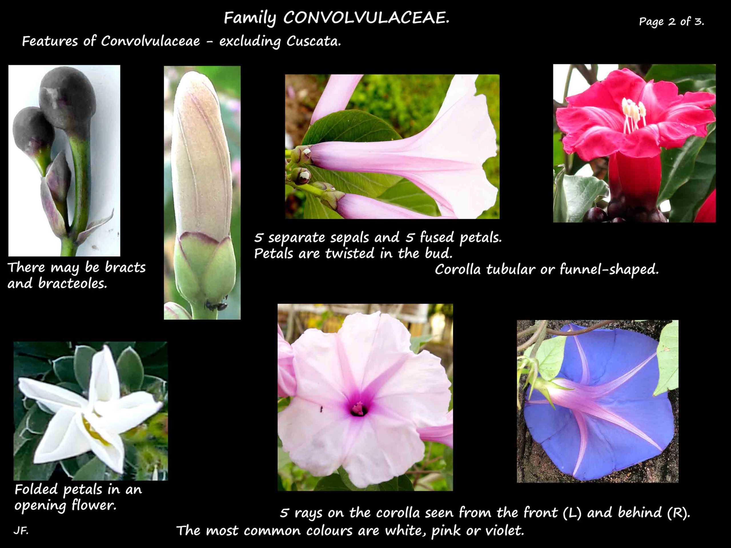 2 Convolvulaceae flowers